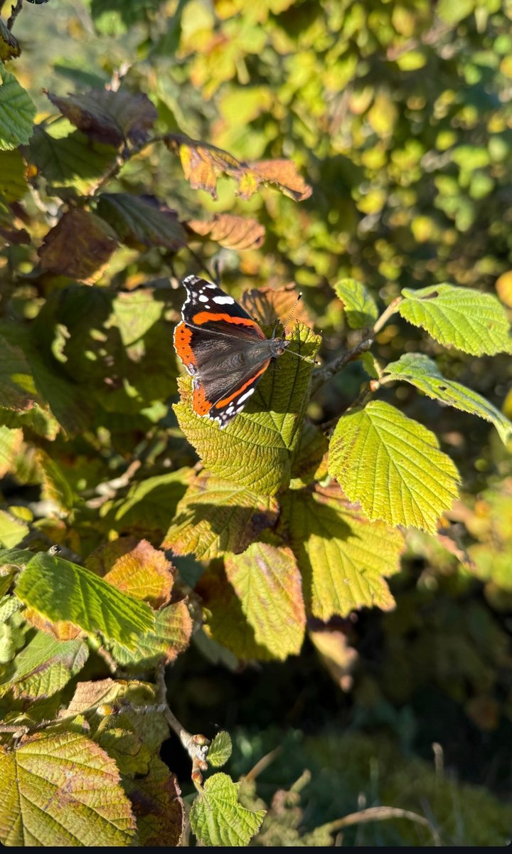 Ender__Tunc's tweet image. Doğanın zarif bir konuğu: Kırmızı amiral kelebeği, yeşilin ortasında parlıyor!  #Doğa #Kelebek #Renkler #XRP