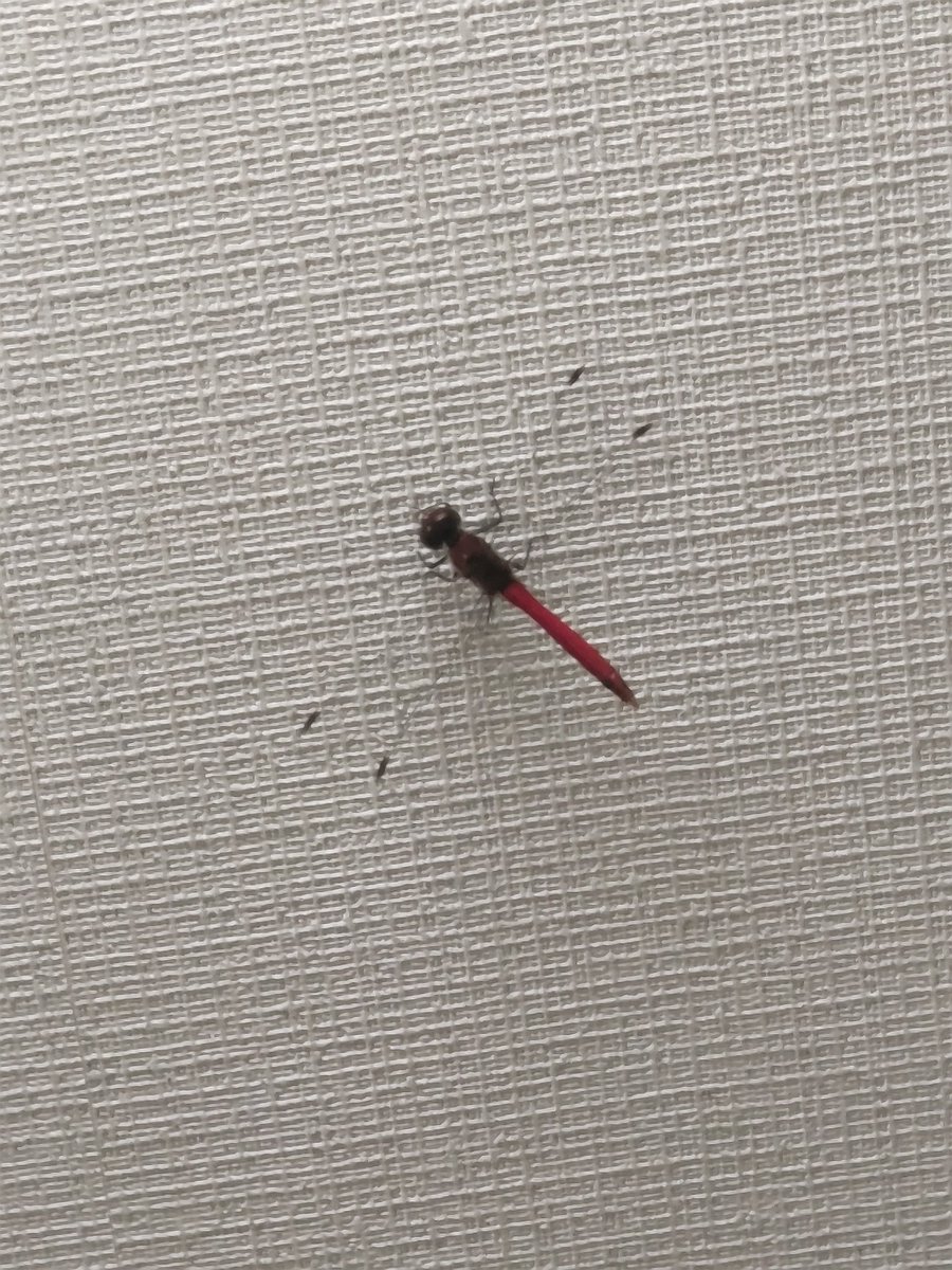 shironoxda's tweet image. 本日のトレーニングは終了。
＃白の健康日記　＃腕立て　＃腹筋　＃背筋　＃スクワット　＃ストレッチ　＃１セット
いつ入ってきたのか、家の中にトンボがやってきた。しかも赤トンボ。
秋の訪れを教えに来てくれたのかな?
なお、頑張って家からはご退場いただいた。