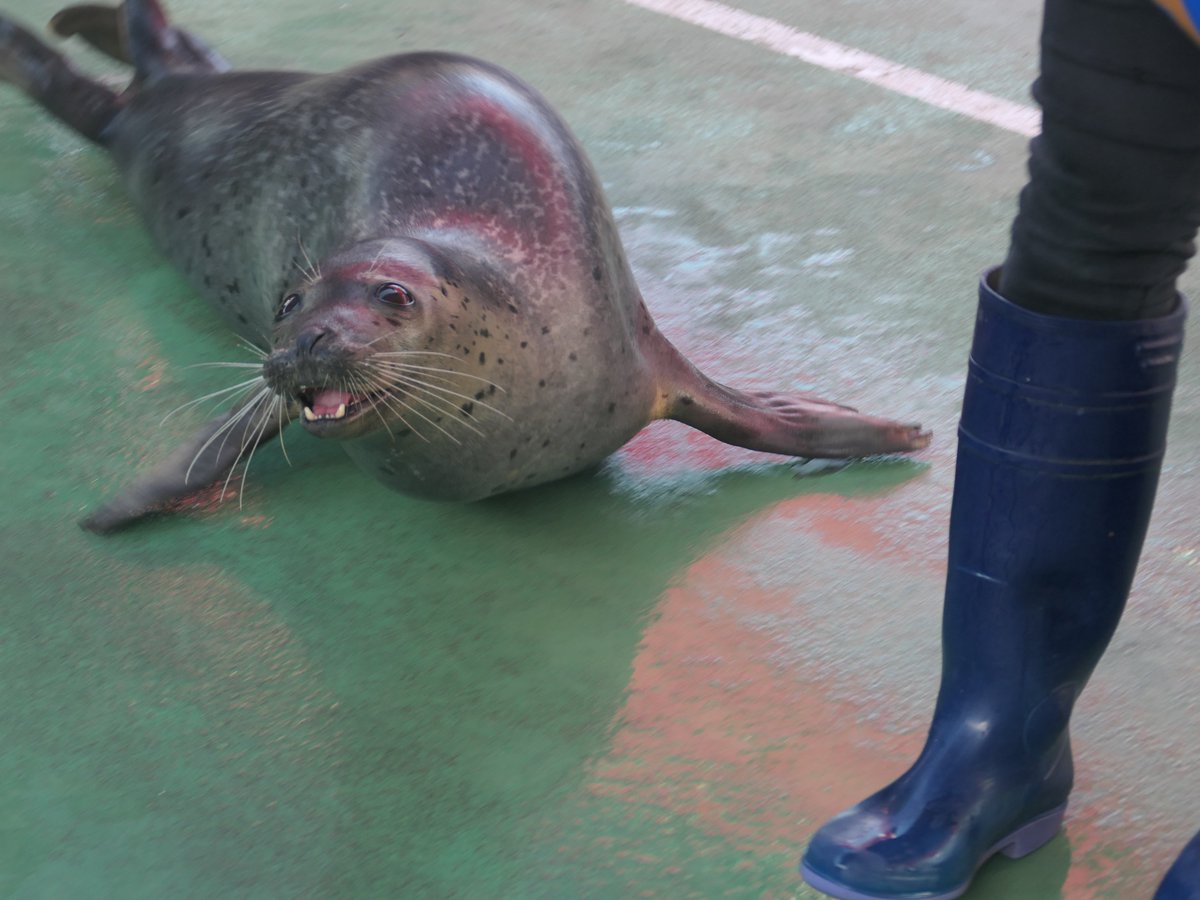 飼育員 Gドラ2・重信 俊足を武器に“特攻隊精神”開幕1軍目指す - ZAKZAK