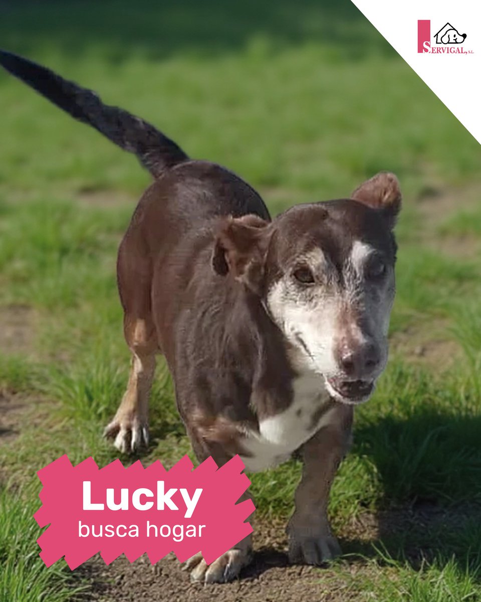 #ACoruña
Dicen que la suerte es caprichosa. Pero si alguien la merece, es él. 
#LUCKY tiene 10 años, y aún conserva esa mirada que derrite corazones.

 Pequeñito, dulce, con una carita que debería ser ilegal por lo que provoca. Ha vivido mucho. Y no todo ha sido bonito. Pero