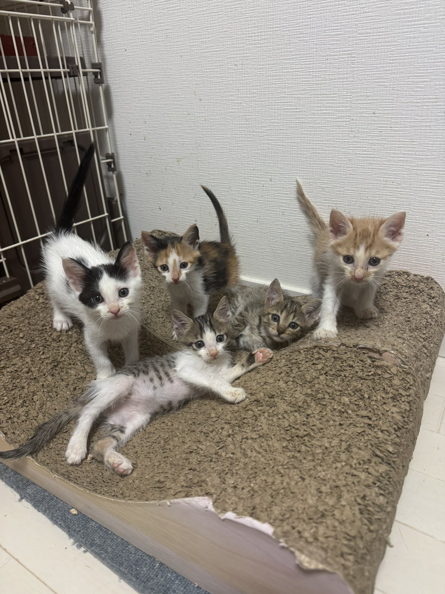 ねこじるしちくわ のびちくわ の ぼやき 】 新しい仲間ニャ〜！ 今回も個性的だ