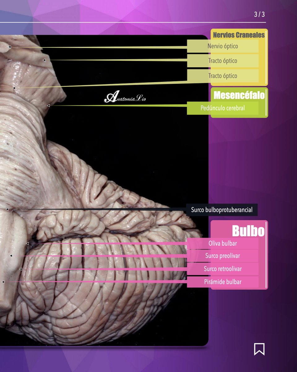 ⚡ El corticoespinal baja: pedúnculo cerebral → base de la protuberancia → pirámide bulbar. 
🎯 Pedúnculos cerebelosos: medio (corteza ↔ cerebelo) y inferior (bulbo/ME ↔ cerebelo). 
🫒 Olivas: laterales a las pirámides, con el núcleo olivar inferior.