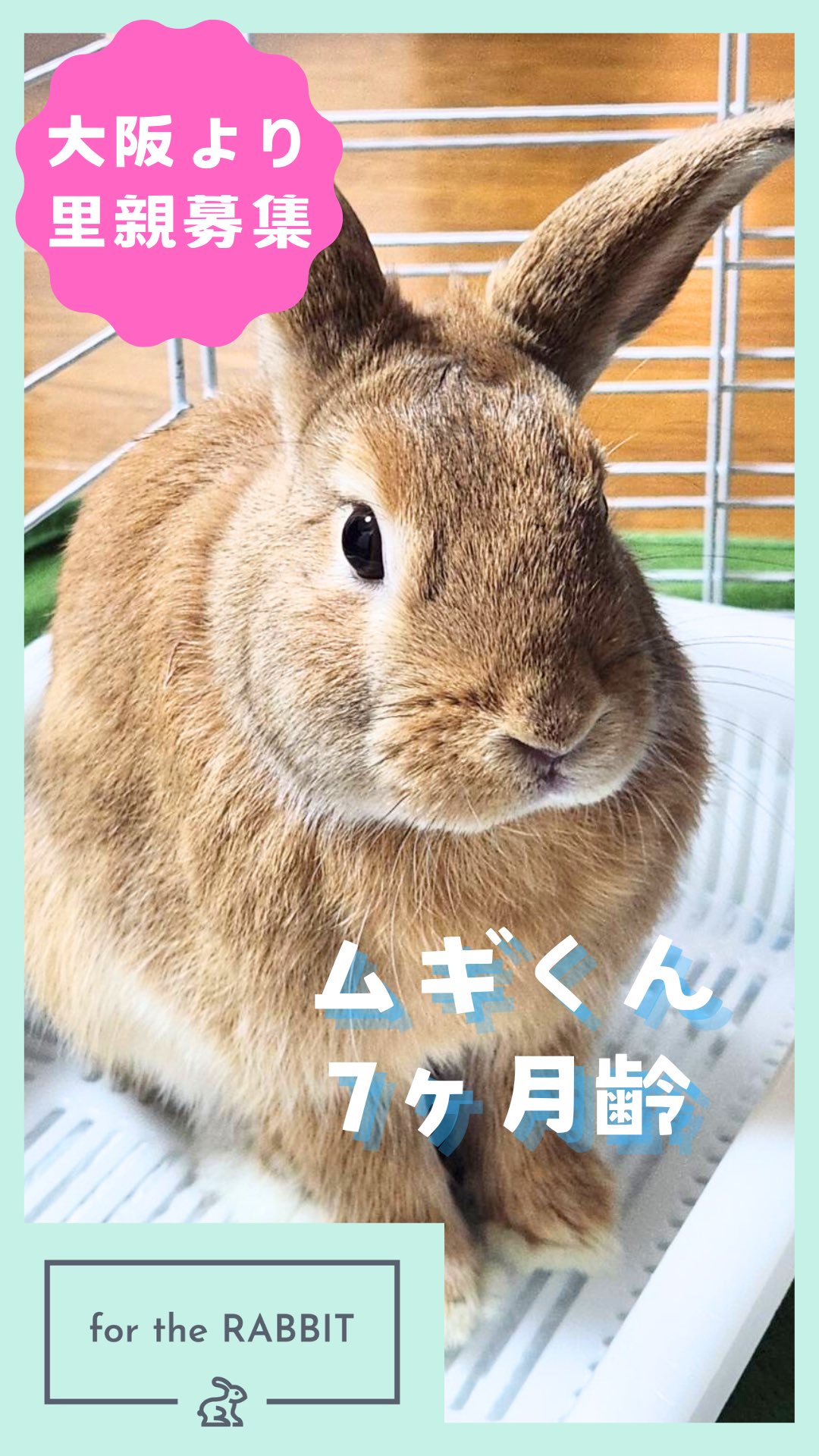 ウサギデザイン🐇🦜 (@sera46chan96) / X