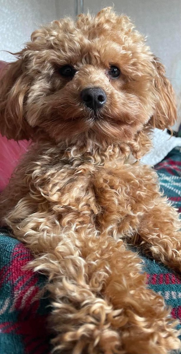 MissingPetsGB's tweet image. 🐕 Buddy has been missing from #Auchtertool #Fife #KY2 since 6th June 2025.
Buddy is microchipped, and has been reported missing to all the relevant authorities.
Please share the attached poster🙏