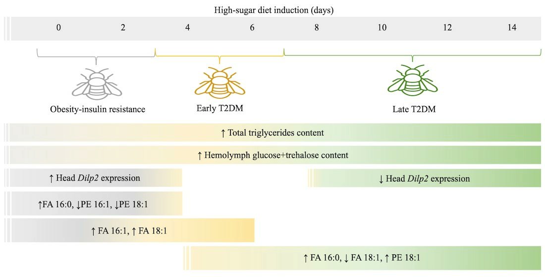 Sofía Estrada-Nieves et al. conducted a longitudinal lipidomic analysis characterizing metabolic alterations during the obesity–insulin resistance–T2DM transition using a high-sugar diet model.

Check it here: mdpi.com/2673-4540/6/9/…