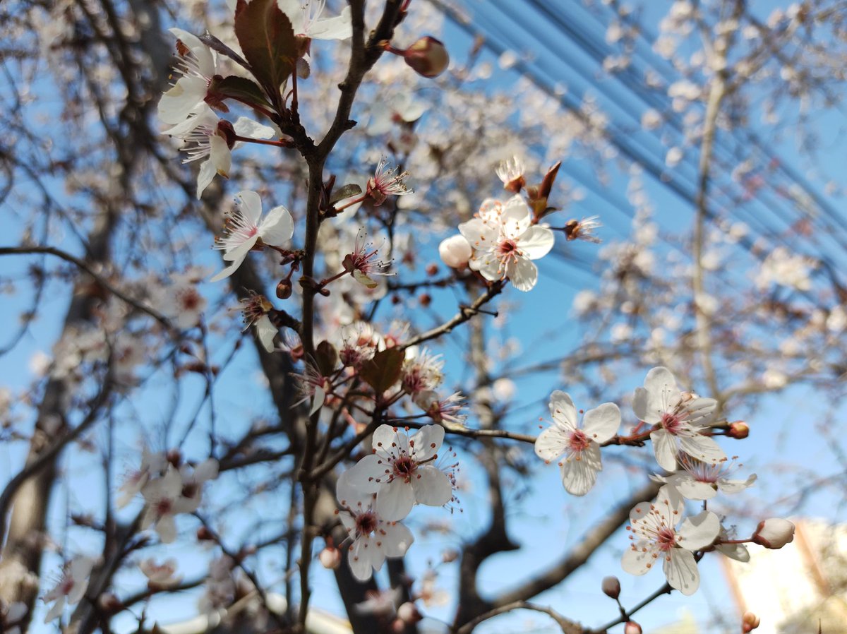 Me gusta la primavera,
aunque se irritan mis ojos,
mi nariz es farol rojo
y parece una gotera.
Me viene una carraspera
y de noche me desvelo.
No me sirven de consuelo
tanta flor y colibrí,
solo digo siempre ¡achí!,
por favor, denme un pañuelo.
 #primavera #alergia #primavera2025