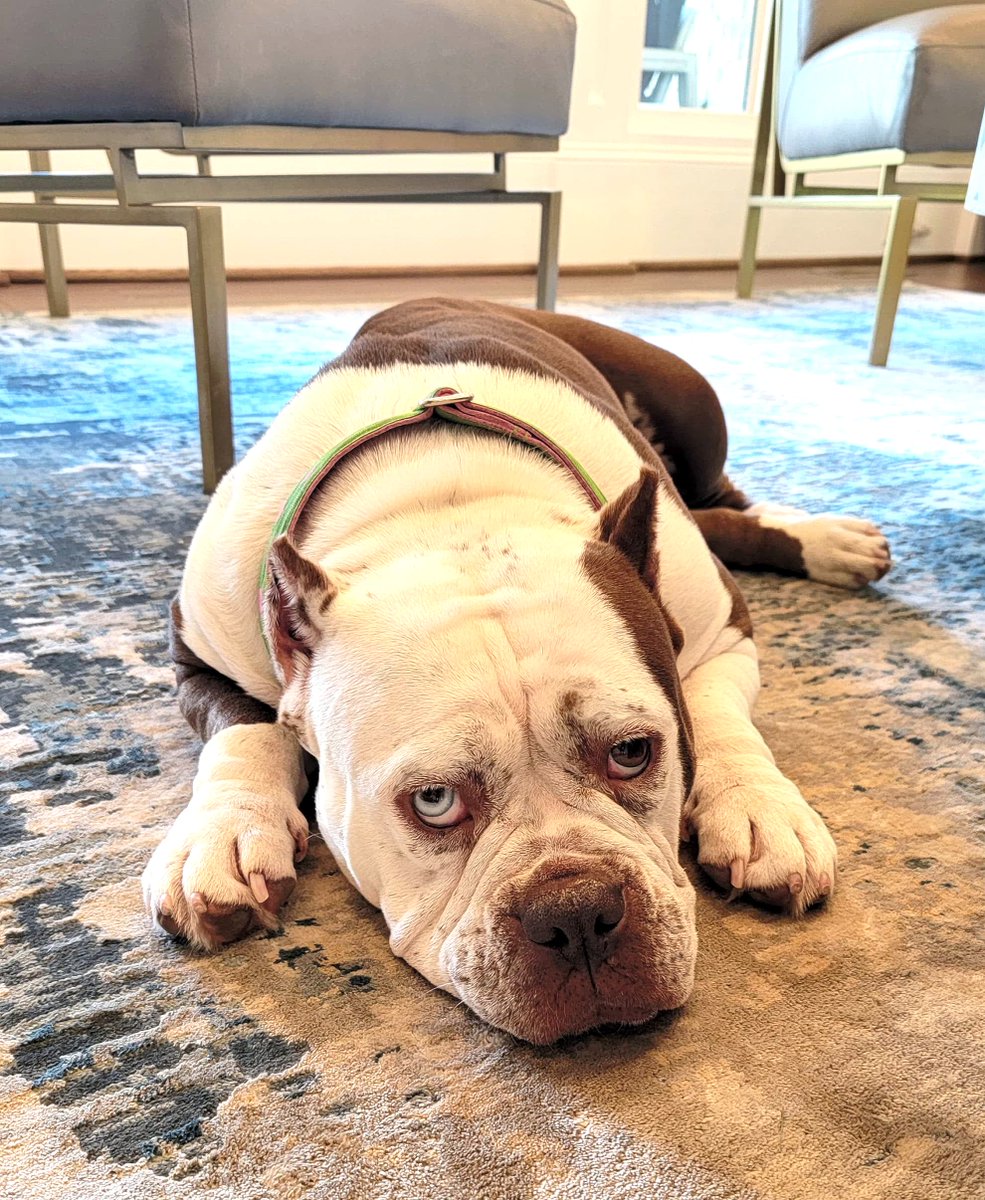 BarkBustersGA's tweet image. Woof! 🐾 Today, I took my first steps into training with Cody from Bark Busters! It's a whole new world for me since being rescued from the shelter. I'm learning all about the basics, and it's so much fun! Can't wait to show off my new skills! 🐶💚