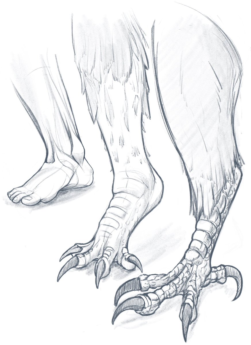 Talon transformation sequence. 

Bird anatomy is really interesting. Need to study it more.

#tftuesday #tfeveryday