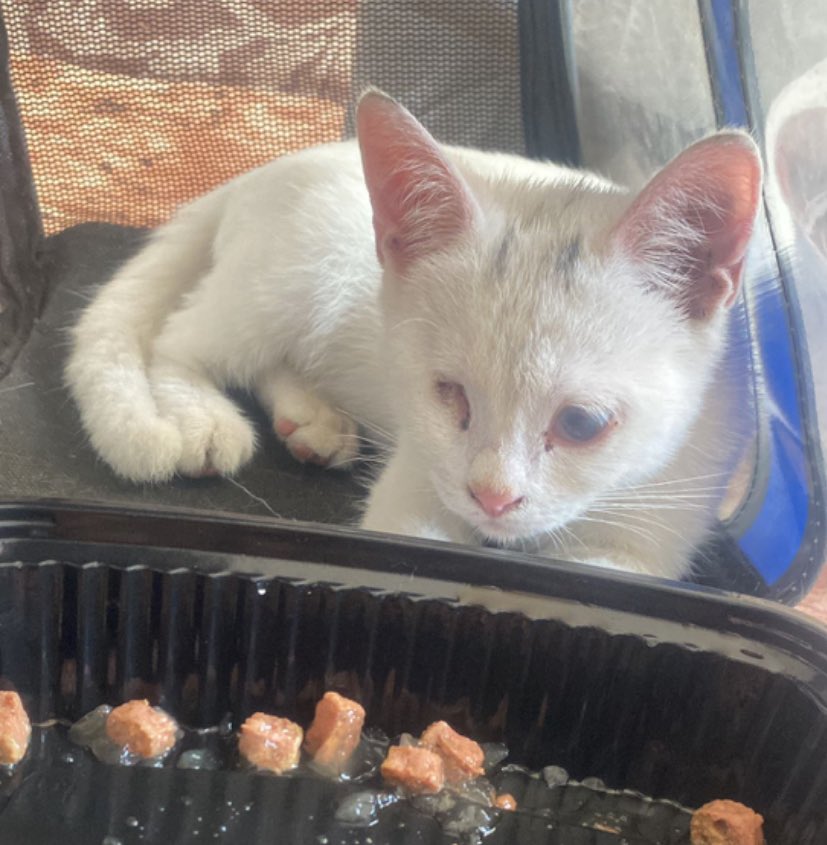 🐾 Acil Yuva Arıyor 🐾
“Bir gözü olmayan, tek gözü de çok az gören yavru kediyi ezilmek üzereyken buldum. Evimde 8 kedi var, bakamıyorum.” 
📍 Bursa