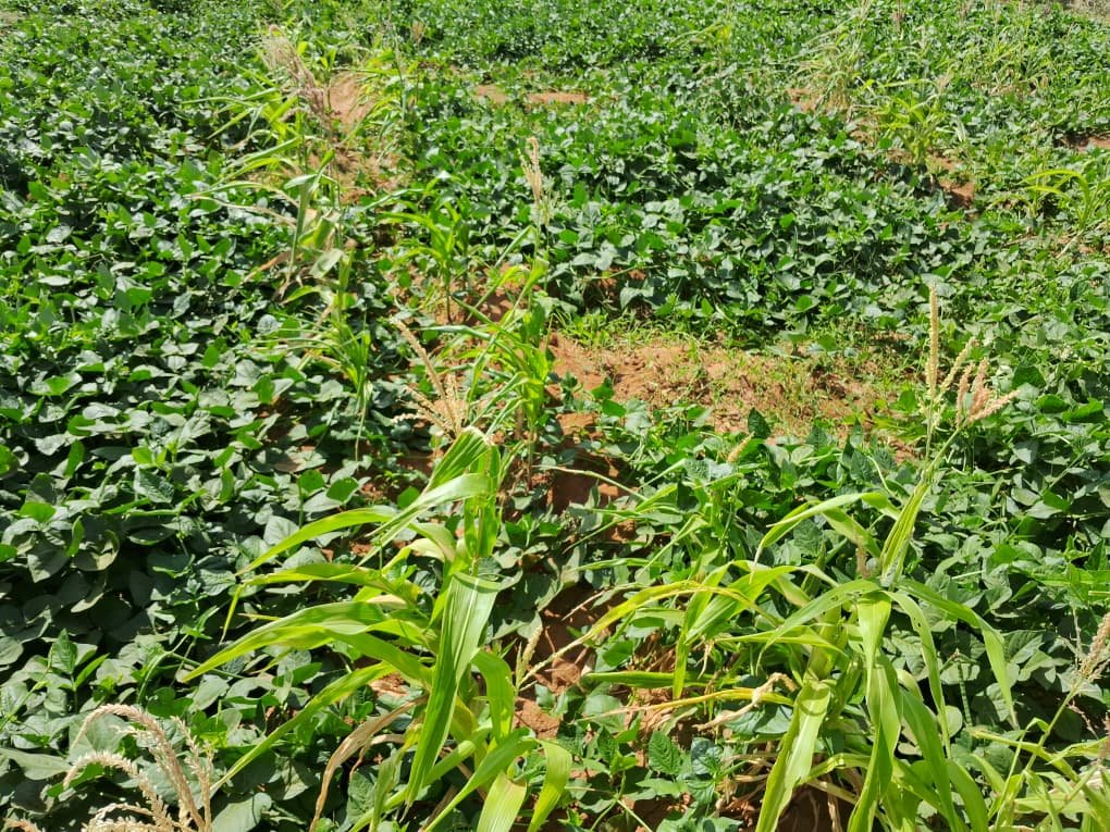 🌱 Abdi Mustaf Mohamud is one of 200 farmers in Dollow and Belet Hawa participating in Farmer Field Schools (FFS) under the #HanaanoProject, supported by <a href="/Irish_Aid/">Irish Aid</a> and implemented with <a href="/Concern/">Concern Worldwide</a>.

Through quality seeds, tools, and training, Abdi now grows maize, cowpeas, and