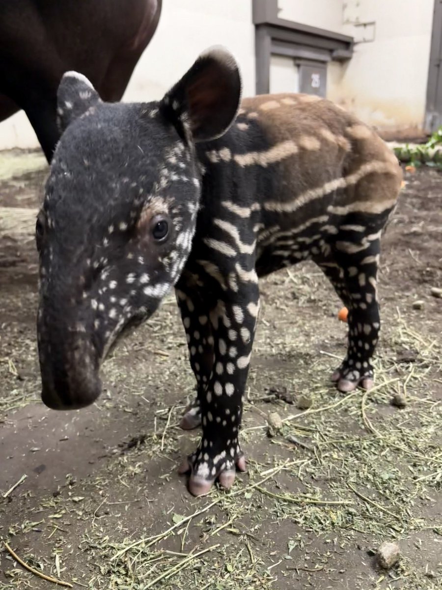 🍉👶 Baby Nyawa has come to heal the dead Solana trenches! 🌱

Introducing $NYAWA — the memecoin that’s not just cute, but also a cure! 🖤🤍
Finally, a cute animal runner ready to pump! 🚀

Join the $NYAWA army and let’s bring LIFE to the