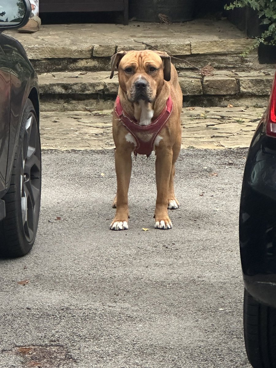 Chris_Stark's tweet image. Has anyone lost this dog in Pinkneys Green / Maidenhead. 
It’s with me.
Drop me a message #missingdog #maidenhead #pinkneysgreen