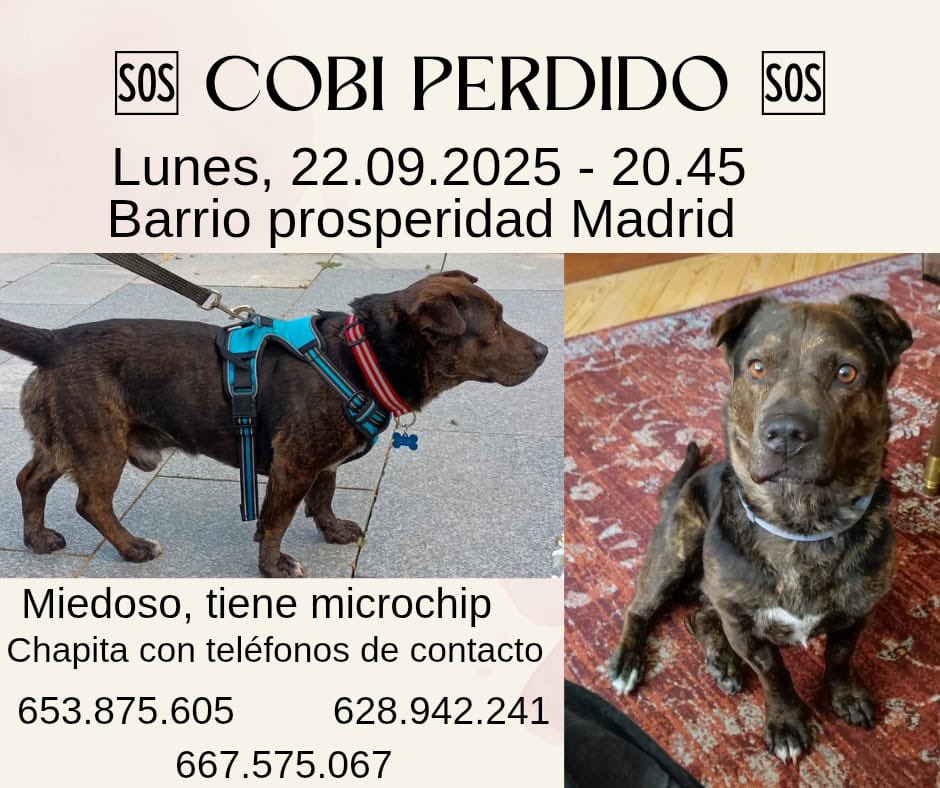 POR FAVOR DIFUNDID!!!!! 🆘🆘🆘
mi antiguo perro de acogida ha desaparecido y la actual dueña lo está buscando sin parar!!! Os pido que simplemente deis RT para que llegue a mas gente que haya podido verlo o cruzarse con él!!!!! #madrid #acogida #acogidamadrid