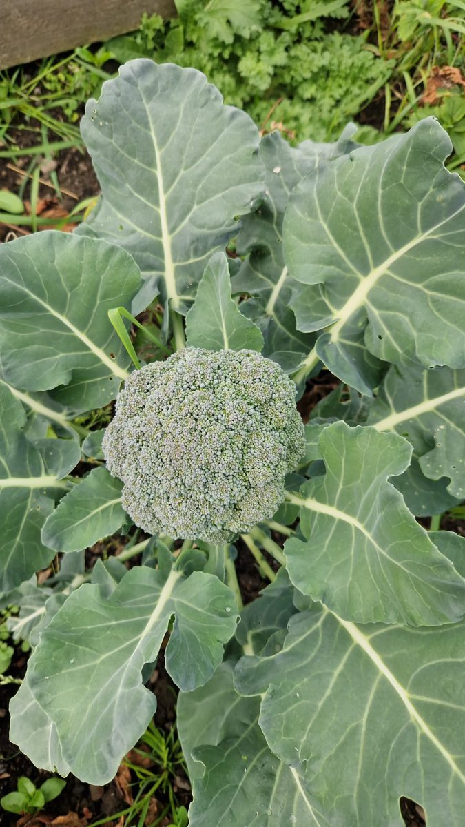 Tahira Amin RD tweet media