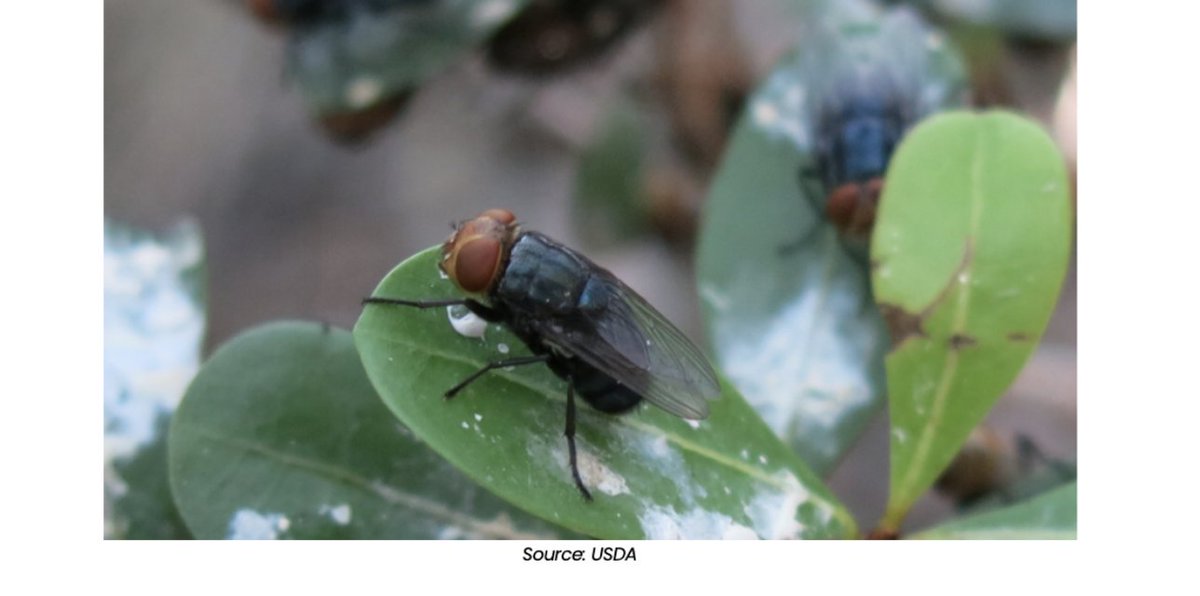 New World Screwworm Found Near U.S. Border, USDA Expands Response: beefweb.com/new-world-scre…