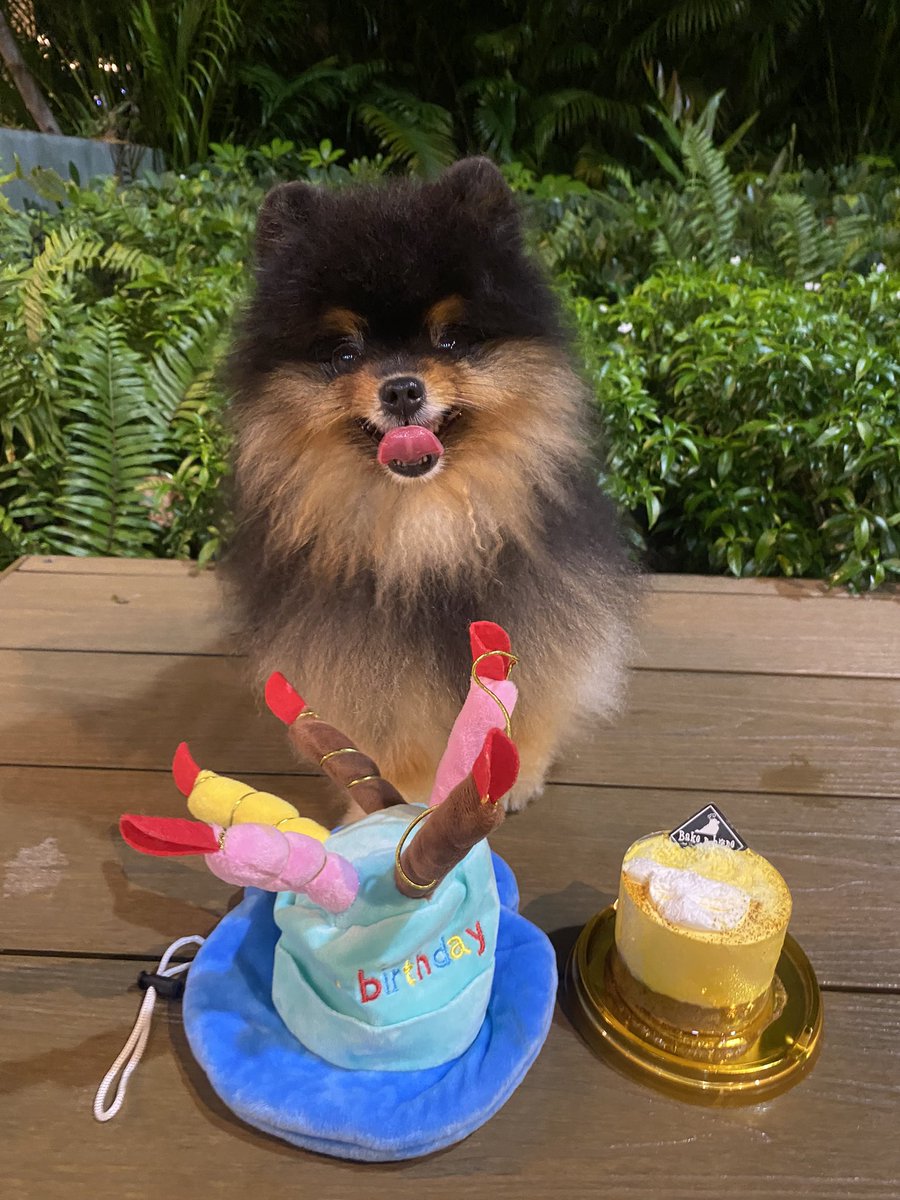Happy birthday to me สุขภาพแข็งแรงๆ ไม่เจ็บไม่ป่วยครับ 4 ขวบแล้ว 🎂🧁🎉 #brownybabybear #pomeranian #ปอมเมอเรเนียน #วันเกิดฉันปีนี้