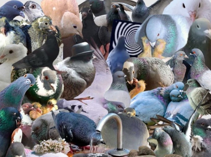 coocoonomics's tweet image. coo-coo 

pooping worldwide