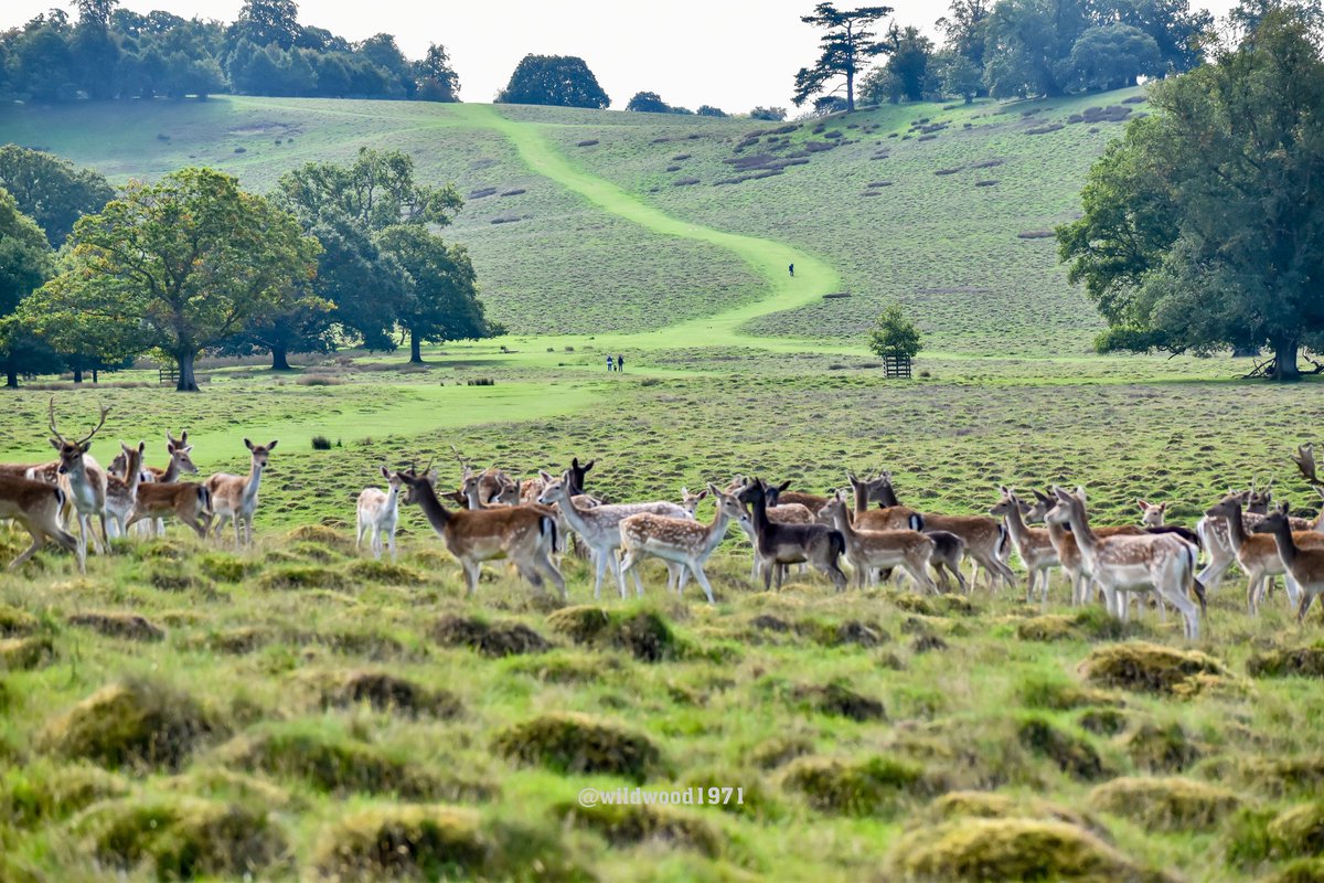 Petworth Deer Park #sdnp 
<a href="/PONewsHub/">PO Hub</a> <a href="/ExpSussex/">ExperienceSussex</a> <a href="/SouthSensation/">South Sensation</a> <a href="/ThePhotoHour/">#ThePhotoHour</a> <a href="/BBCSouthWeather/">BBCSouthWeather</a> <a href="/AlexisGreenTV/">Alexis Green</a> <a href="/itvmeridian/">ITV News Meridian</a> <a href="/HollyJGreen/">Holly Green - Weather Presenter</a> <a href="/PhilippaDrewITV/">Philippa Drew</a> <a href="/southdownsvg/">South Downs Park</a> <a href="/PetworthNT/">Petworth House & Park</a>
