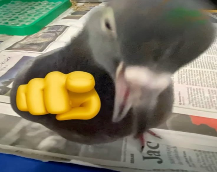 coocoonomics's tweet image. to poop or to get pooped 

$coo