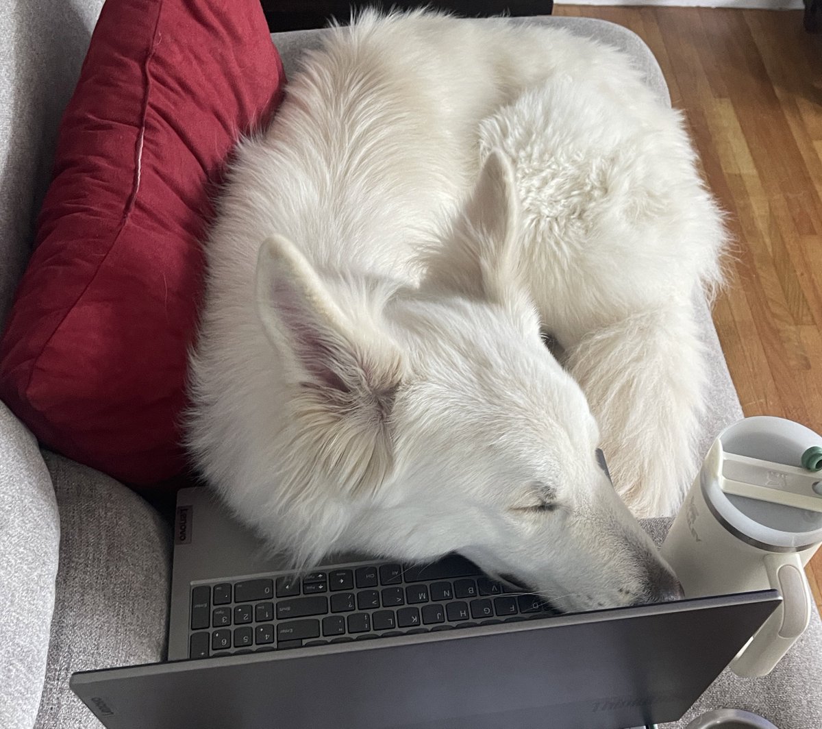 Jimmy Kimmel averages 126,000 views per episode.   

Let’s see if my dog can get more views than Jimmy Kimmel   👻