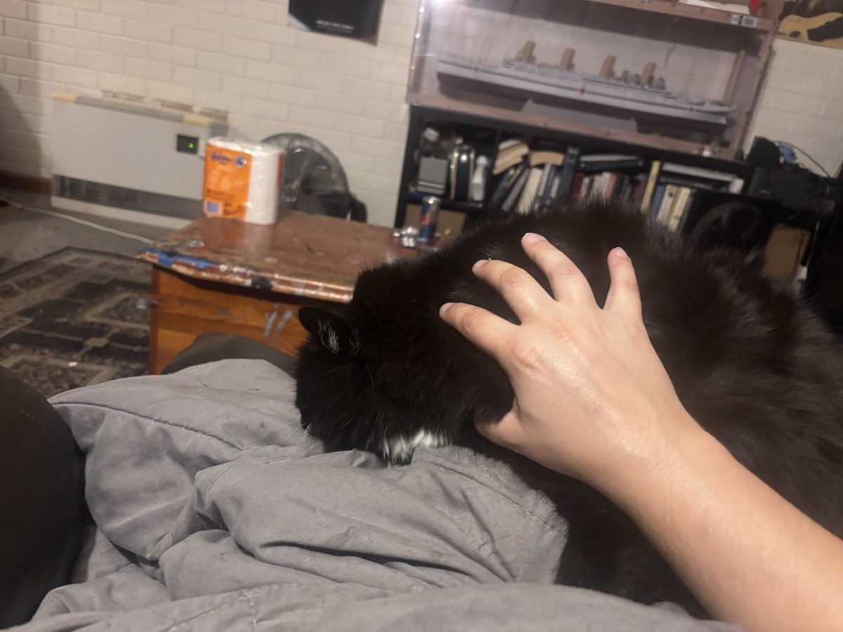 TheCSSSkeptic's tweet image. All those people post of their dangerous dogs.
They haven’t met 6kg of Harry!