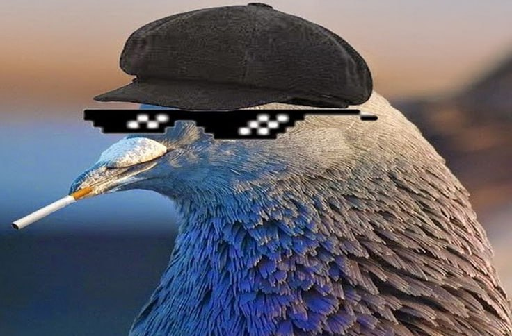 coocoonomics's tweet image. ready to poop??

$coo