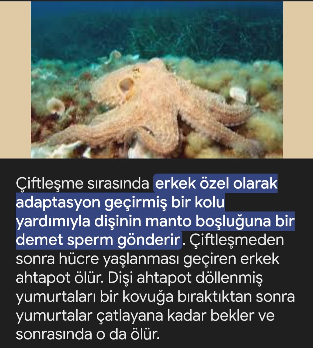 Ölümüne seks buna derler..