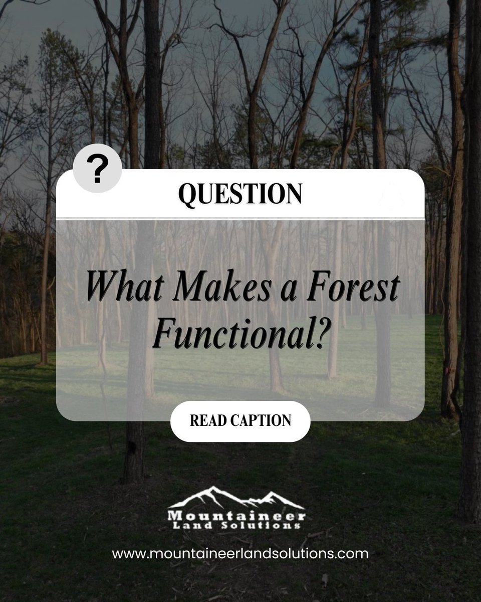 mountaineerland's tweet image. A forest becomes functional when it supports balance - wildlife habitat, soil health, and access for people.

Healthy forests work with you, not against you.

Learn more at mountaineerlandsolutions.com

#forestmanagement #landsolutions #landclearing