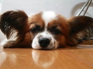 🐶🫧うとうとしてるイッヌ🐾
📷若かりし頃🐶

🌙今日も一日お疲れ様でした⭐️
🛌おやすみなさいぬん🐶💤