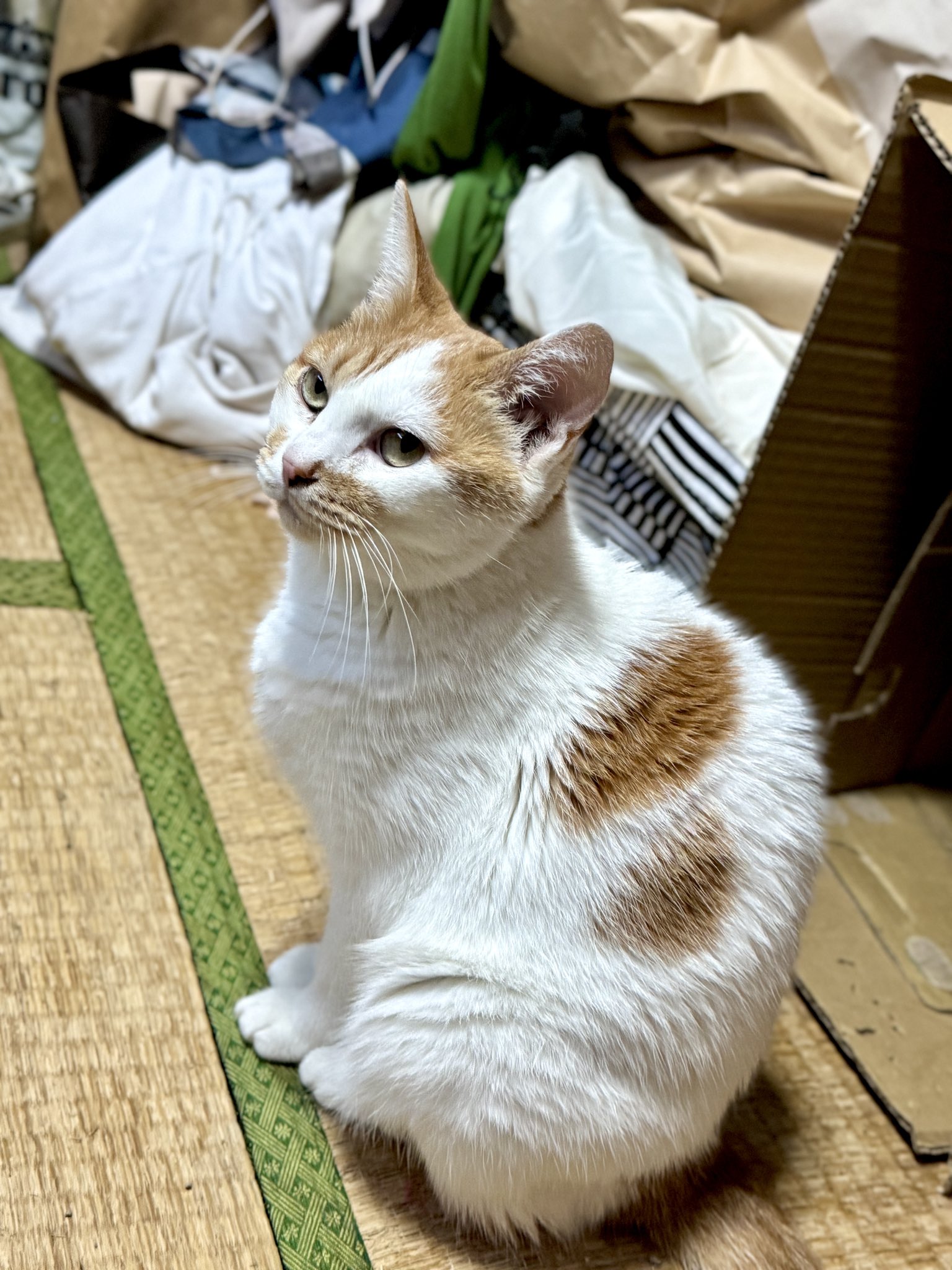 ラブ 😸💕 on X: 