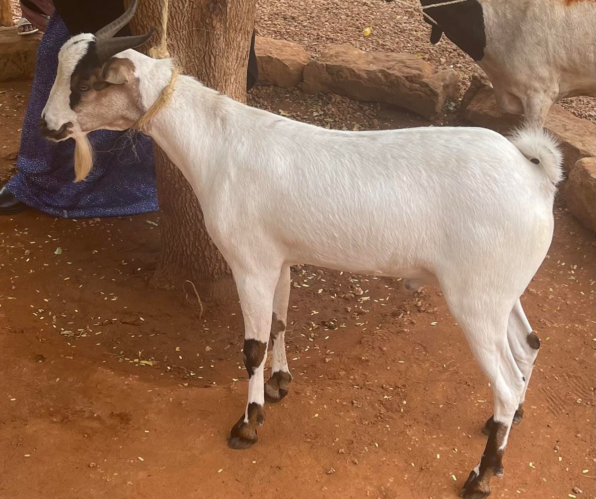 THE CRY IS BIGGER THAN THE HE GOAT..

The cry is bigger than the he goat" is a Somali legendary tale that suggests the perceived grievances or problems being highlighted are significantly more substantial than a single, isolated incident (the lost billy goat) would warrant. 

The