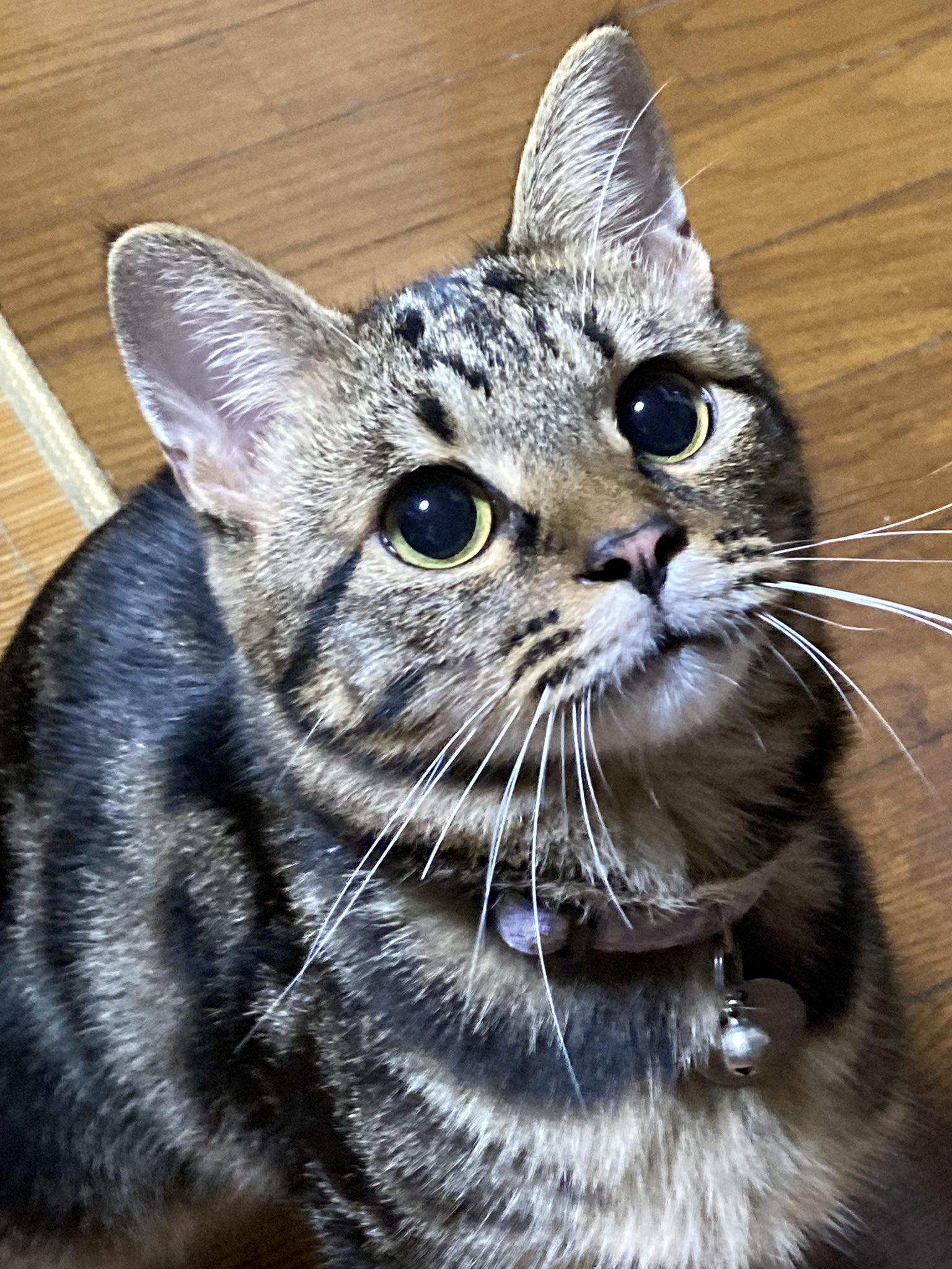 ぴーちゃん305【招き猫販売中】 on X: 