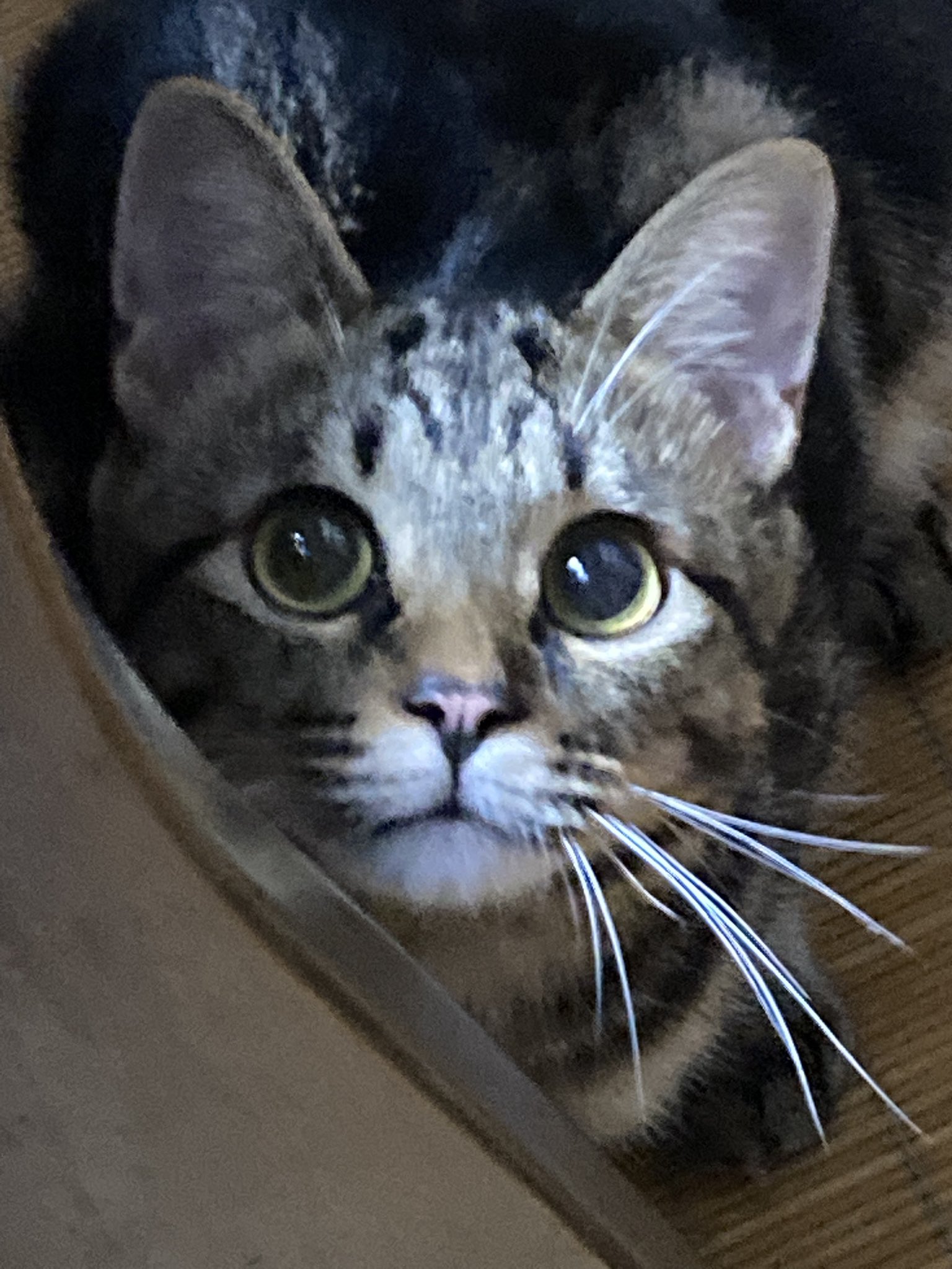 猫(キジトラ)顔の特注品　取手/フック 猫(キジトラ)顔の特注品 取手/フック