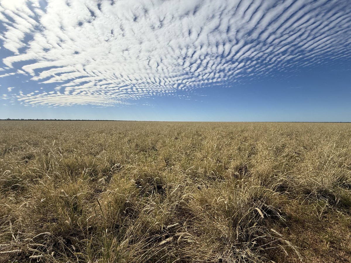 Nearly feels like I am back on the Barkly at times this year.