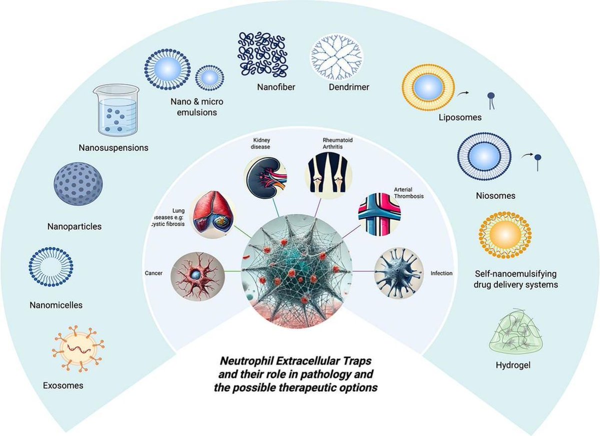 JCRnEDITORS's tweet image. Neutrophil extracellular traps: Formation, pathological roles, and nanoparticle-based therapeutic targeting strategies.
| Vladimir Torchilin @Northeastern |
[Open Access]
#NeutrophilExtracellularTrap #NETosis 
kwnsfk27.r.eu-west-1.awstrack.me/L0/https:%2F%2…