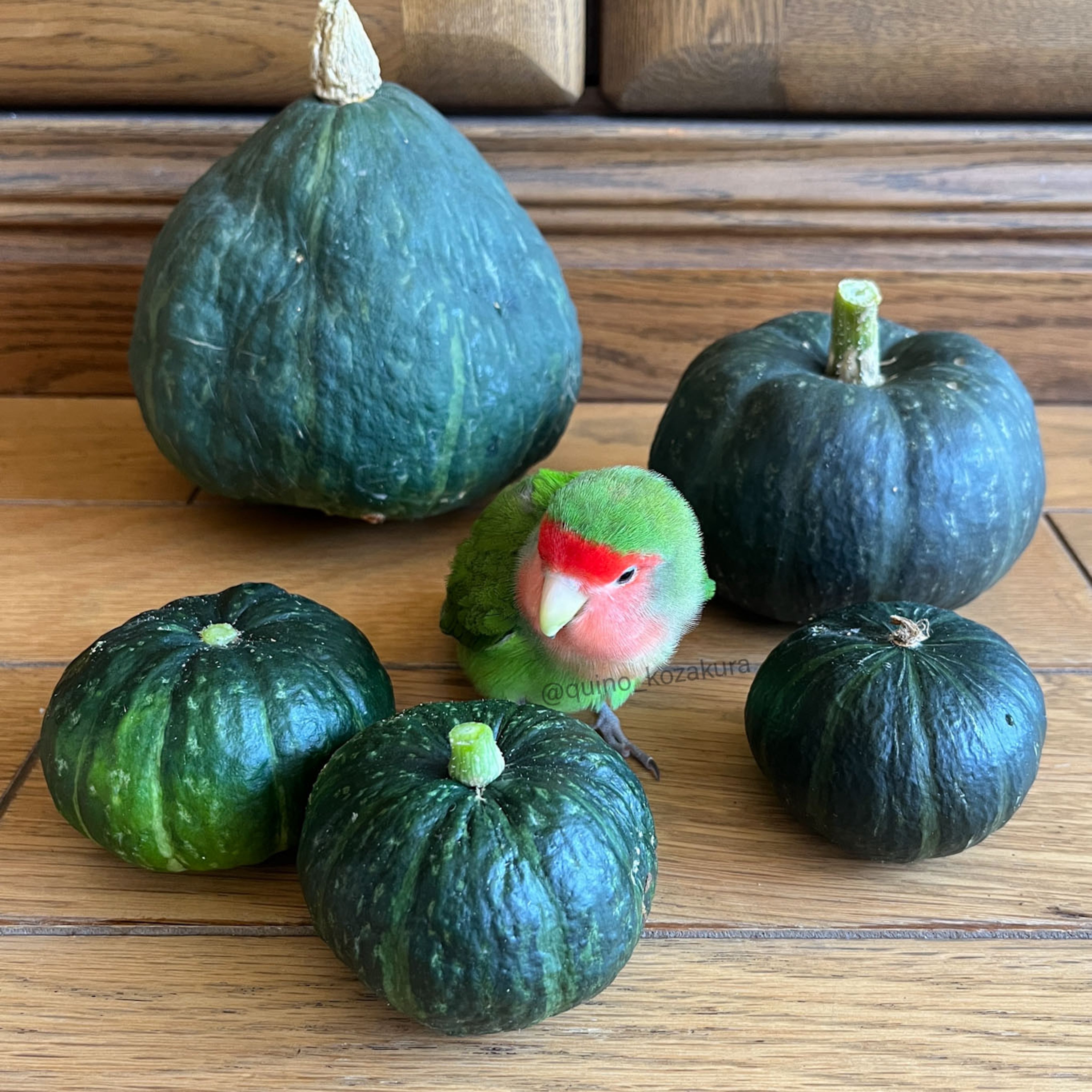 にゃむにゃむページ にゃむにゃむ (@Nyqqsqn) / X