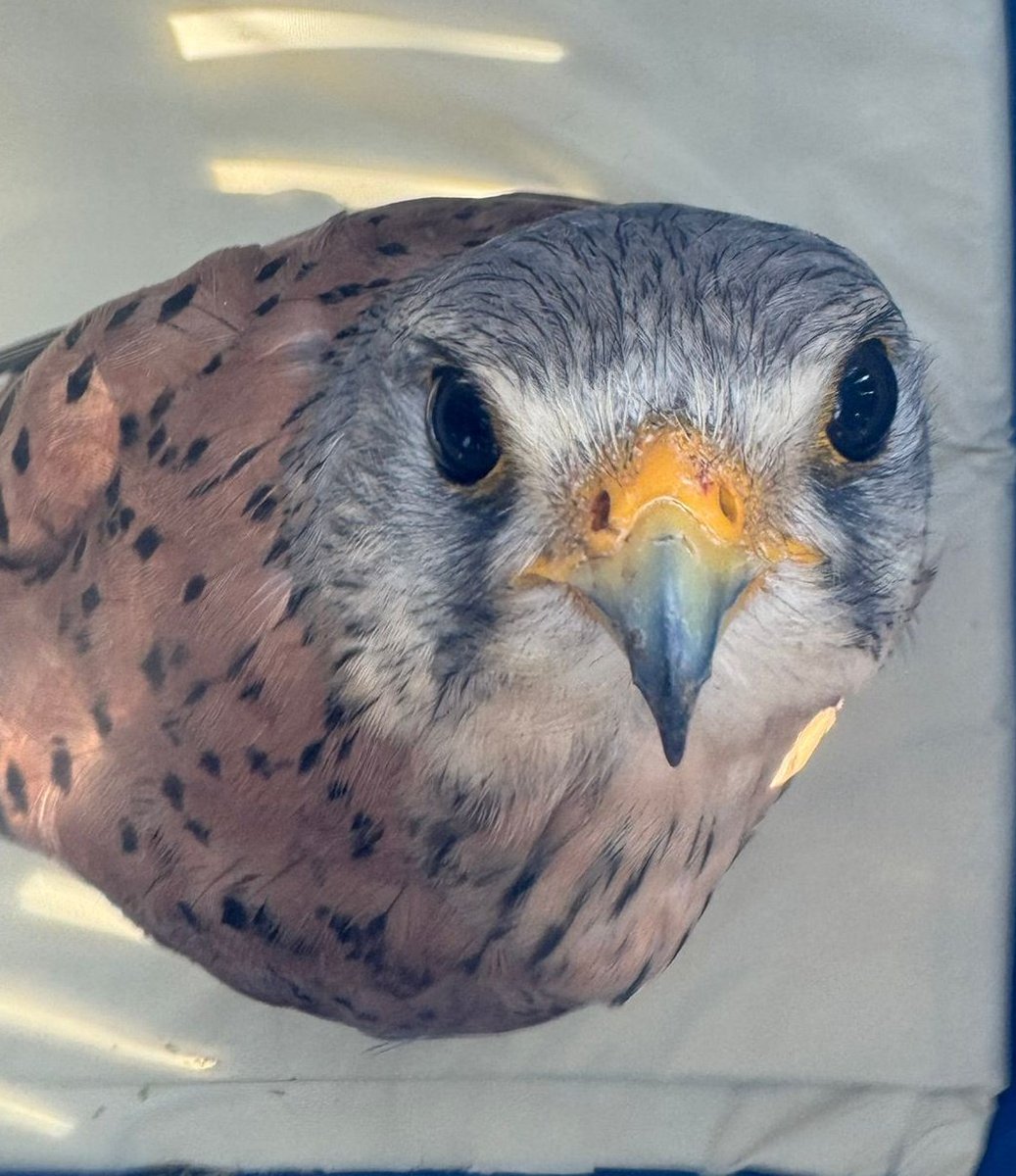 Schon abgestimmt für die Tierhilfe Tutzing zum besten Verein Bayerns?
Unser Team aus Ehrenamtlichen würde sich freuen. <a href="/stamerkur/">Starnberger Merkur</a> <a href="/NABU_de/">NABU 🦤</a> <a href="/Tutzing/">Tutzing</a>

arabella-bayern.de/bayerns-beste-…
