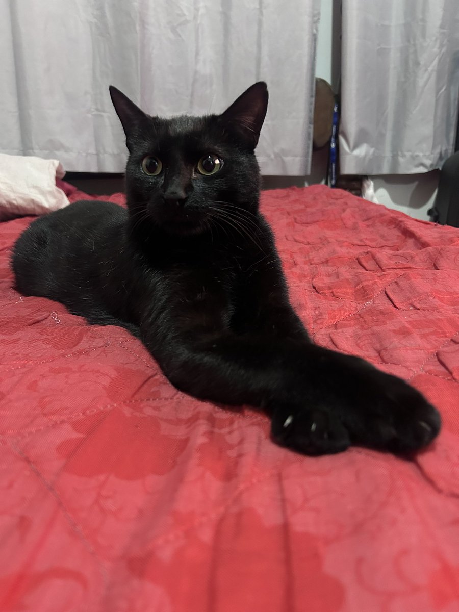 angeldoown's tweet photo. me gato imitado a esfinge https://t.co/p2A2Odo7Vi