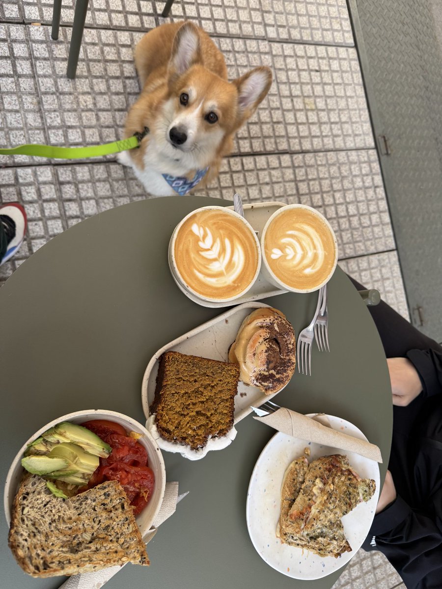 MH_Gamedev's tweet image. Morning

#Corgi #brunch