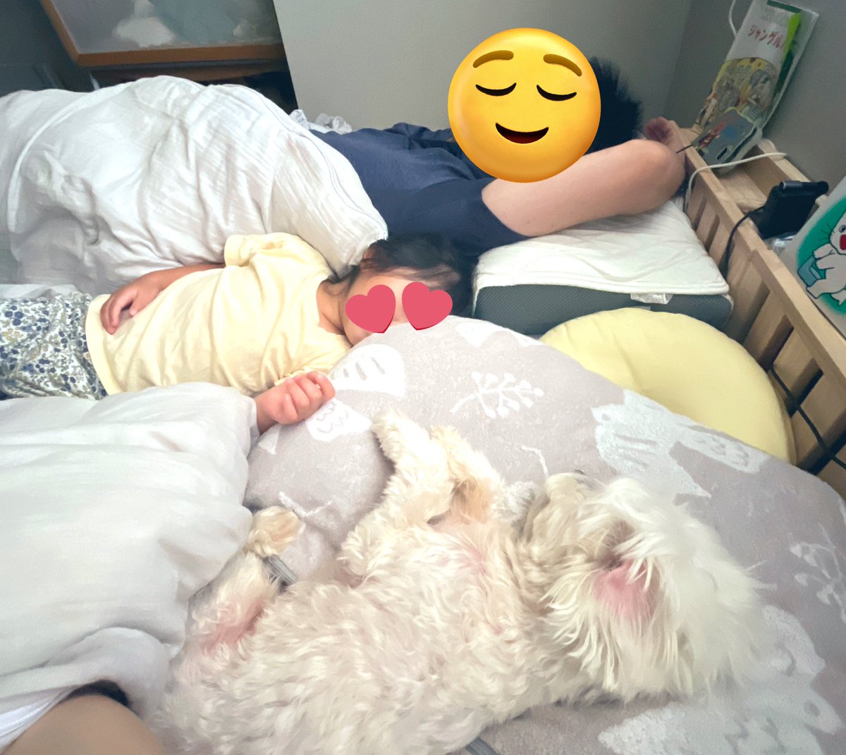 Malpoomaro's tweet photo. 朝、ママの枕がマロに独占されてました、
寝起きの癒し😂
マロちゃんは妹に続き、もうすぐ弟ができます👦3人兄弟の長男です🐶
#犬のいる暮らし #妊娠後期 https://t.co/60a3wMNlWy