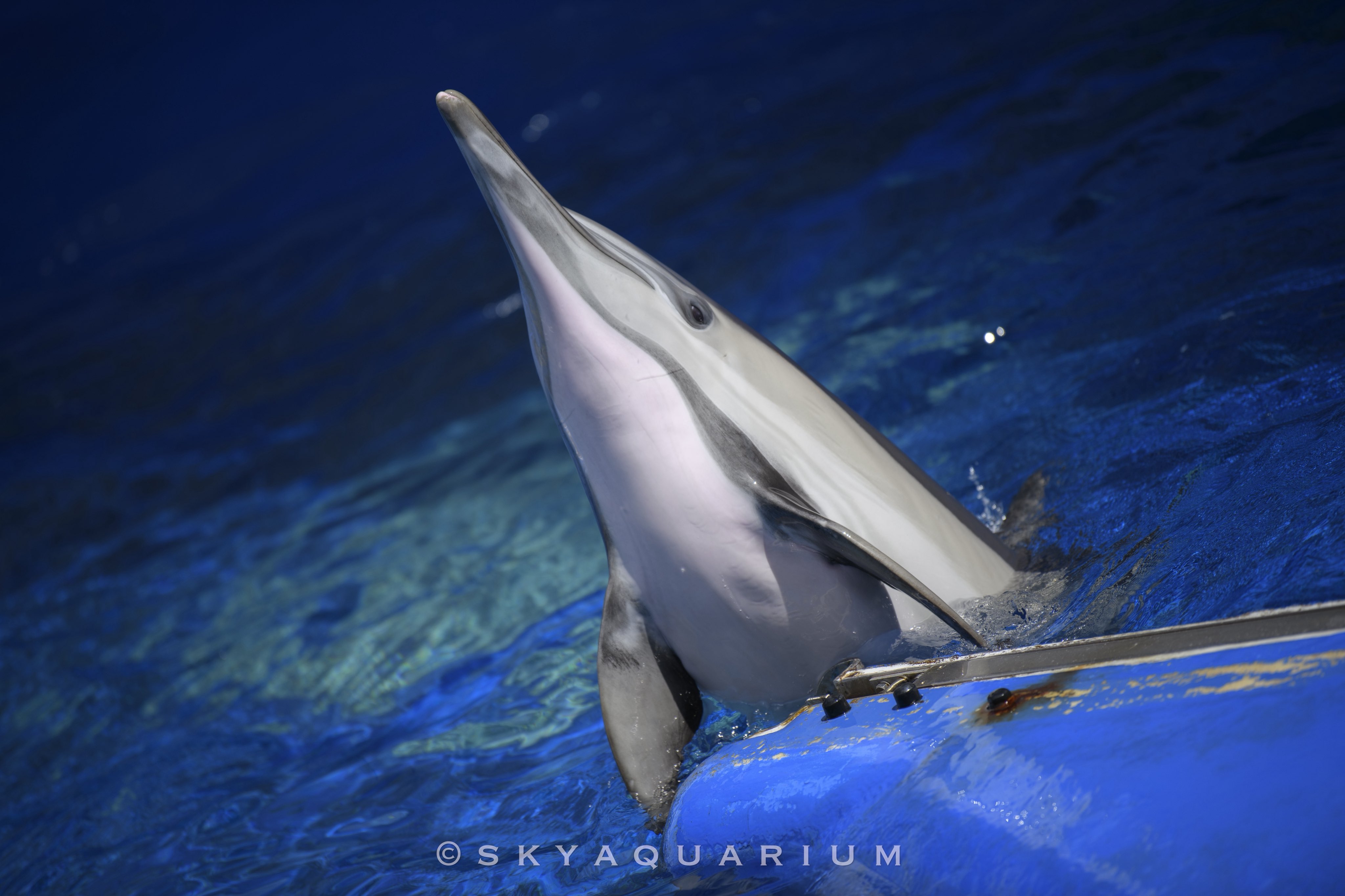 飛ぶ鯨 空飛ぶ鯨 by 大目付 （ID：2328330） - 写真共有サイト:PHOTOHITO