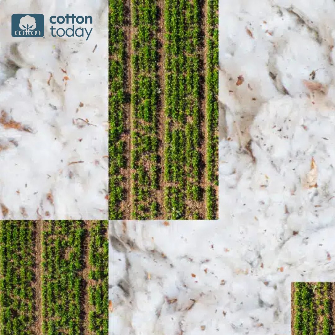 CottonInc's tweet image. Healthy soil, happy planet!  #Cotton farming practices can boost soil carbon storage, turning fields into carbon sinks. Discover how: cottontoday.cottoninc.com/our-sustainabi… #SoilHealth #SustainableFarming #CarbonSolutions #CottonFacts #CottonToday