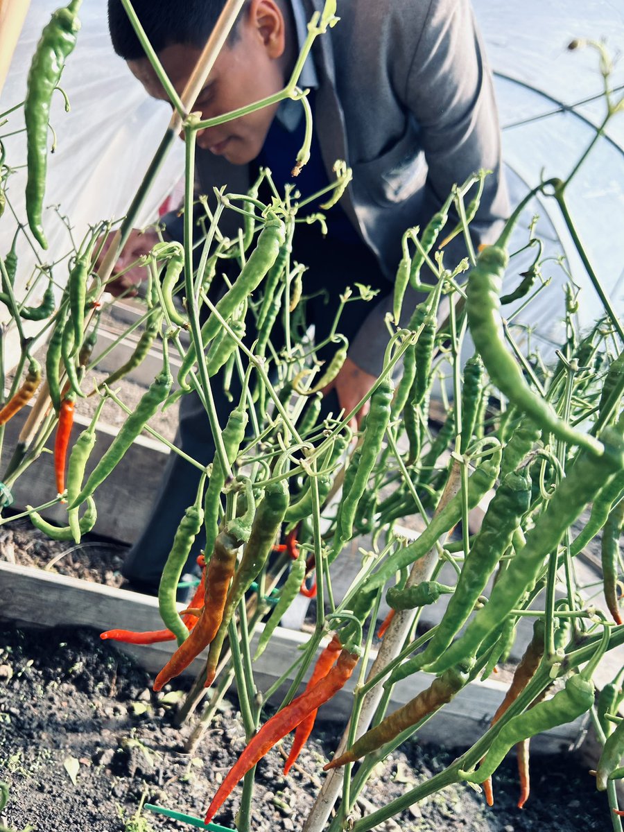 The school tunnel is still full of delicious harvest — from chillies to tomatoes and pumpkins ready for carving. Well done Grow Wild 🌱| <a href="/The_RHS/">The RHS</a>