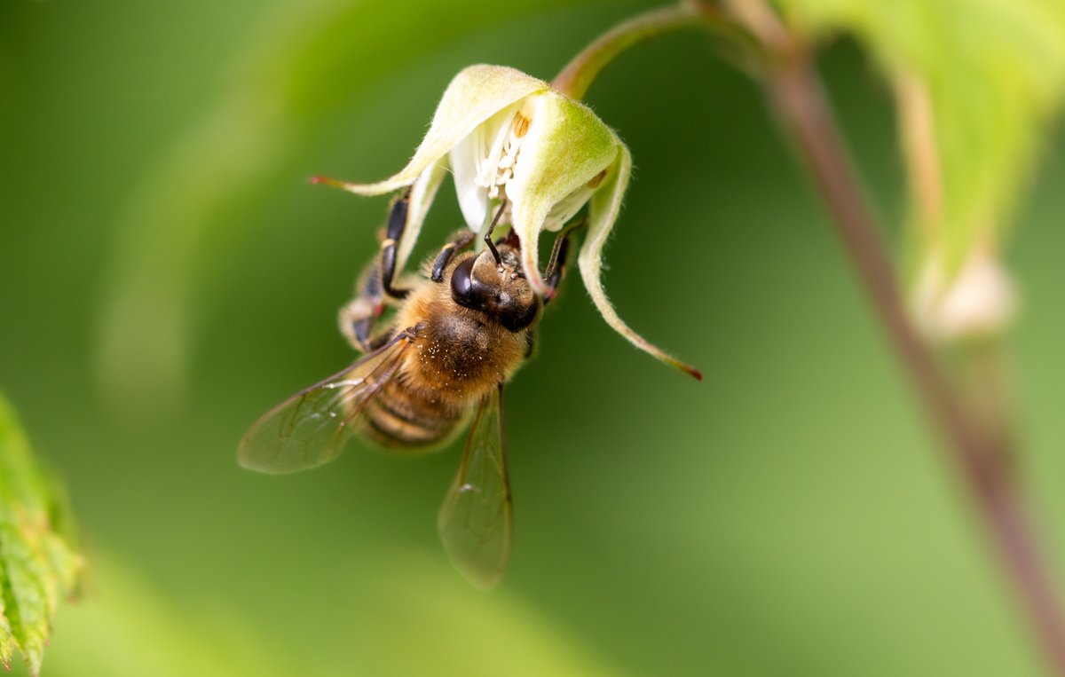 Close-up of a bee pollinating a raspberry flower.