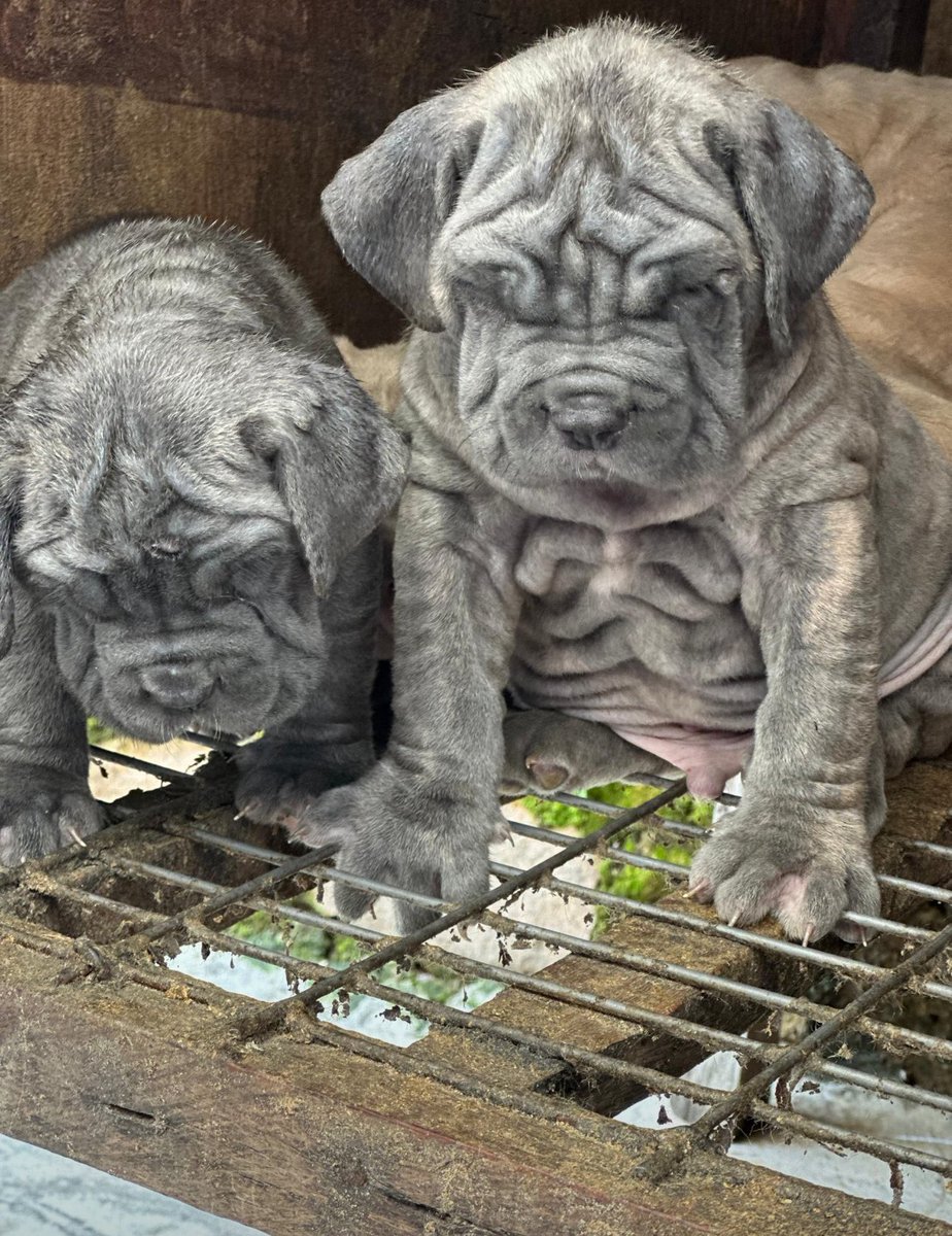 Leave this dog thing for me✅
A retweet would go a long way to support my business 🤲❤️