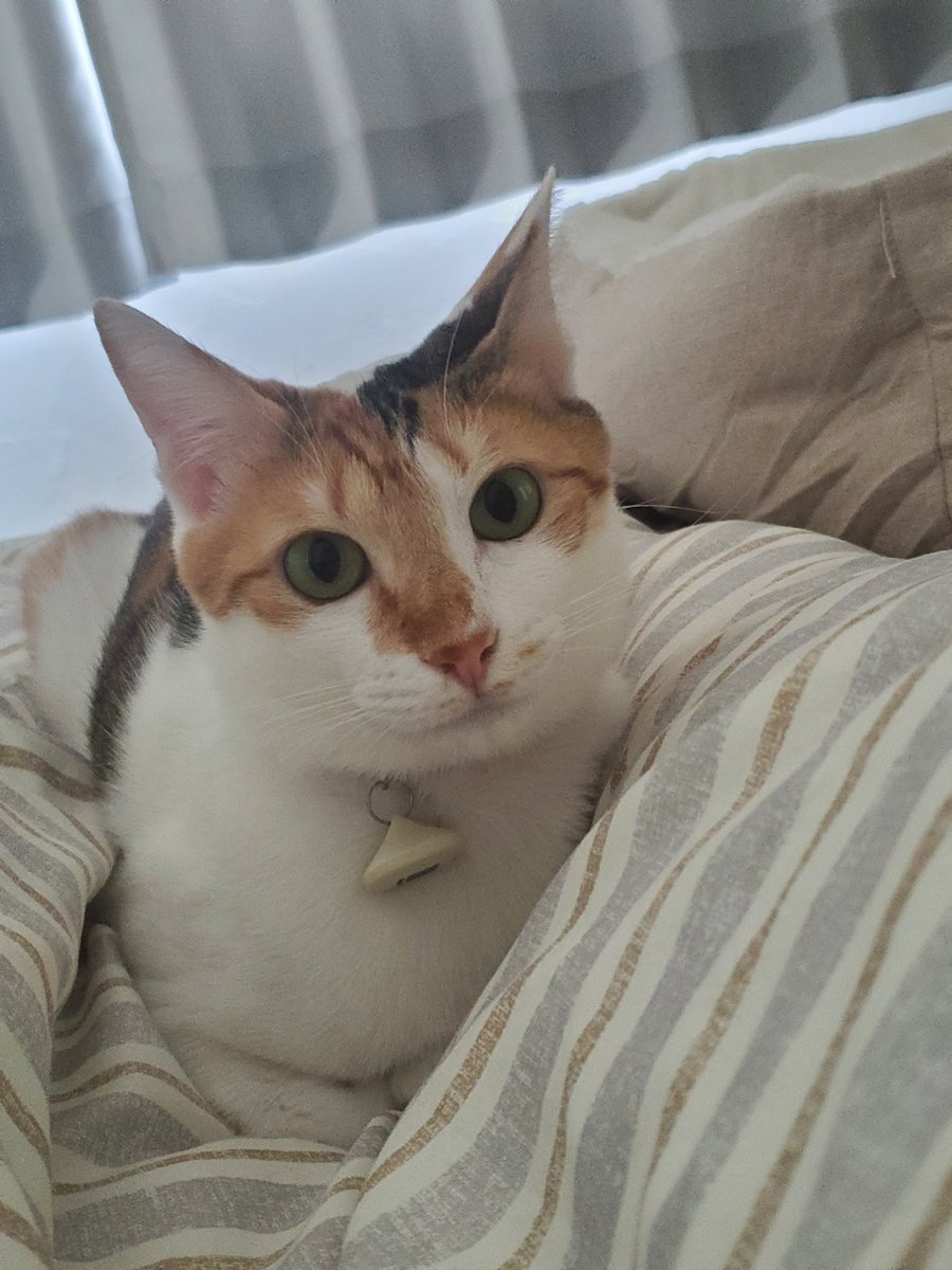 ___Reshiram___'s tweet photo. そういえば…
猫ちゃんお迎えしました。🐈🐈

ｶﾜｲｲ仲良し姉妹です！ https://t.co/CmhZzBiGiP