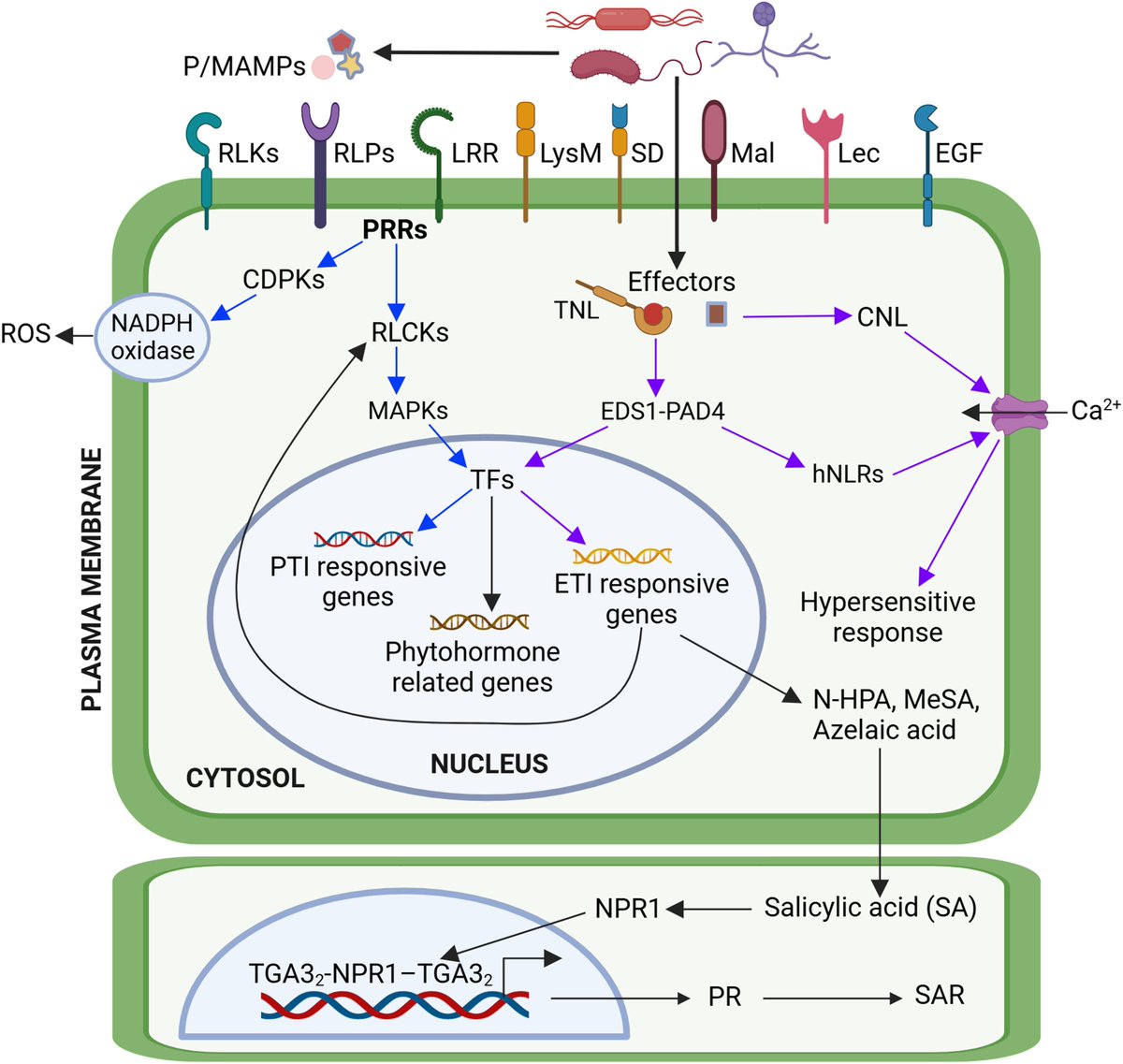 BioDesignR's tweet image. Plant-microbe interactions vital for crops. Synthetic biology aids in multi-gene studies, enhancing disease resistance & symbiosis. #PlantMicrobeSci
Details: doi.org/10.1016/j.bide…
