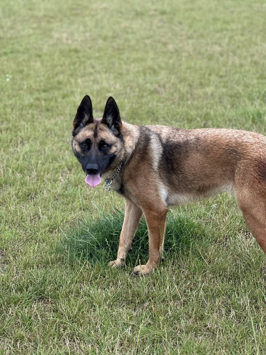 German Shepherd Rescue Elite ( GSRE ) tweet media