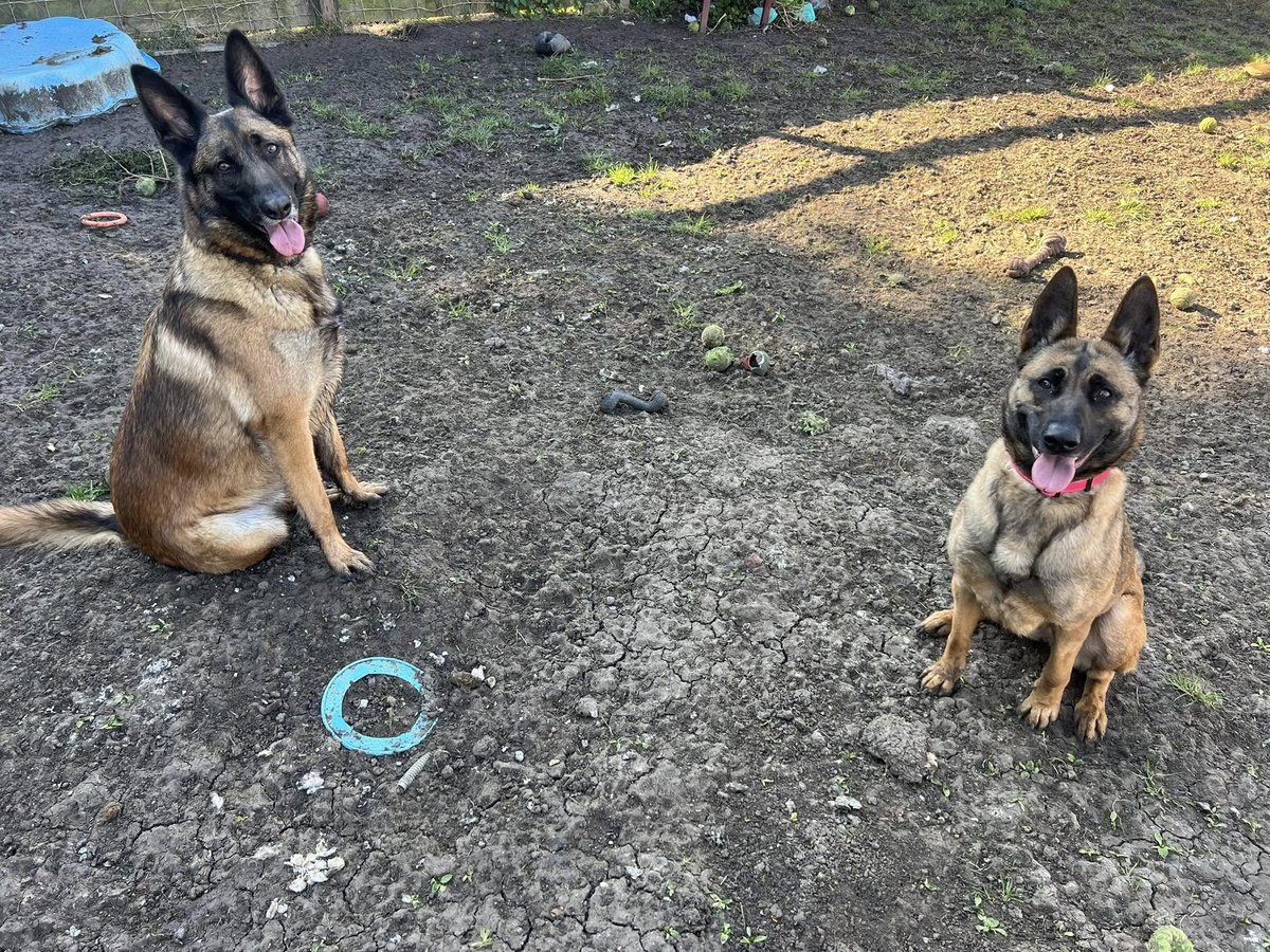 German Shepherd Rescue Elite ( GSRE ) tweet media