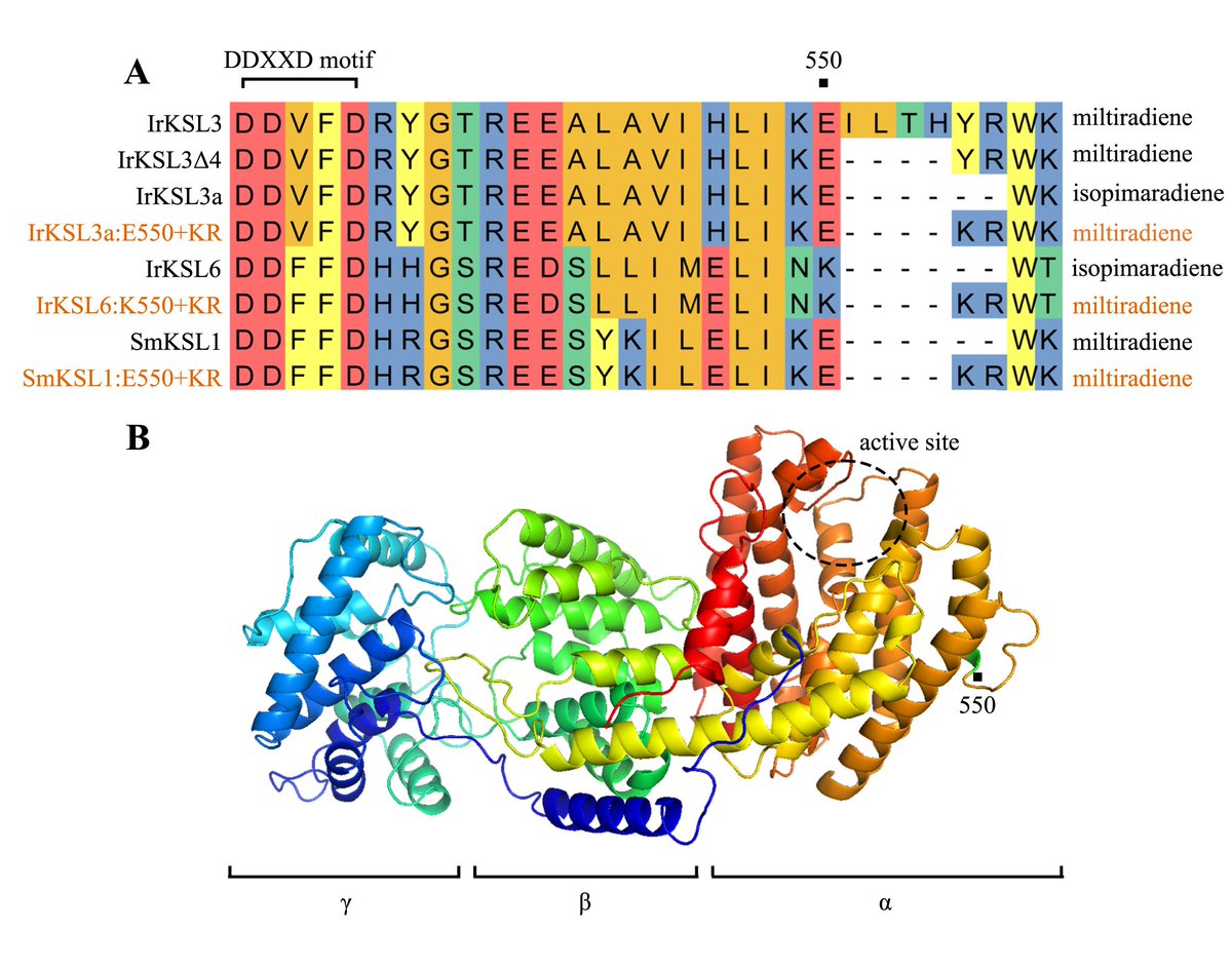 BioDesignR's tweet image. Study reveals key mutations boost miltiradiene production by 44% in engineered bacteria, aiding abietane diterpene synthase design. #Bioengineering
Details: doi.org/10.1016/j.bide…